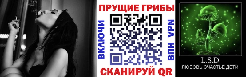 Псилоцибиновые грибы Psilocybine cubensis  Балабаново 